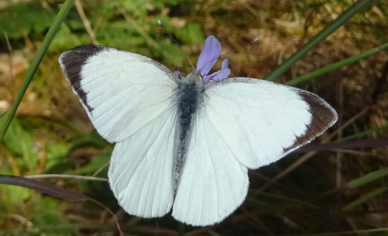 quale Pieridae ?......maschio di Pieris brassicae